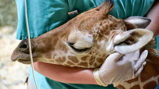 Julius the Giraffe Has Died After One Month on This Godforsaken Planet
